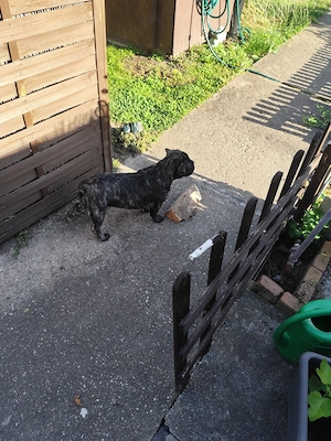 Französische Bulldogge 