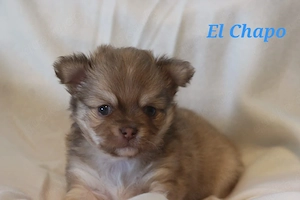 Chihuahua Langhaar Welpen 
