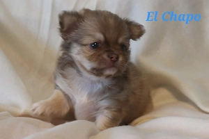 Chihuahua Langhaar Welpen 