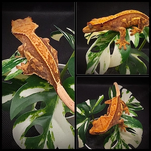Kronengecko ENZ Extreme Harlequin