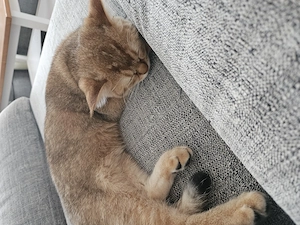 BHK - Kitten    Black Ticked 