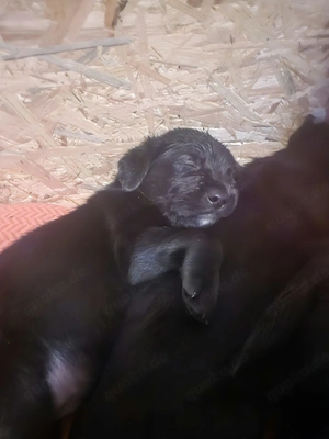 Wunderschöne Labrador Mix Welpen zu verkaufen