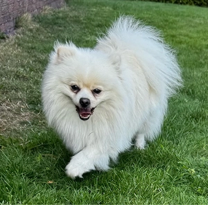 Reinrassiger Pomeranian Zwergspitz Deckrüde