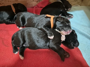 Wunderschöne Labrador Mix Welpen zu verkaufen