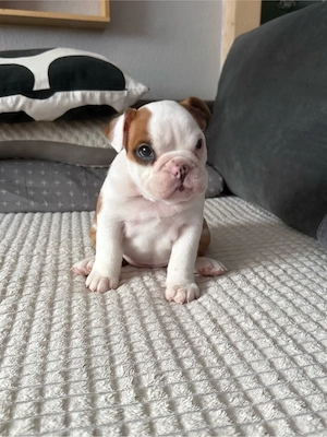 3 kleine süßen New englische bulldogen damen suchen ein neues zuhause