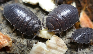 12 Porcellio laevis black   selektierte Zucht (EXTRA schwarz :-)
