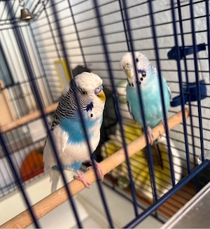 Zuchtreifes Wellensittich Pärchen abzugeben