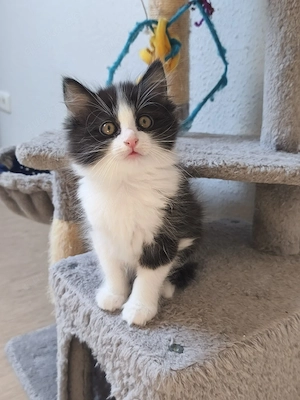 Traumhaftes Katzenbaby (Norwegische Waldkatze-Mix, geb. 1.8.) sucht liebevolles Zuhause!