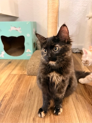 Main Coon kitten super verspielt sucht neues Zuhause  baby katze  kitten 