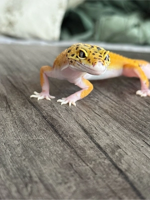 leopardgecko tangerine eclipse 