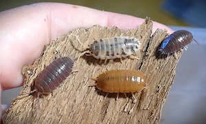 24 Tiere Porcellio laevis - Assel- MIX (3 P. laevis-Sorten)