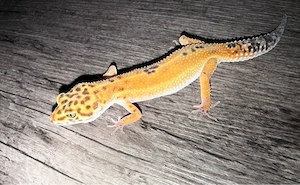 Leopardgecko weibchen red stripe black night cross 