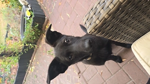  Junger Rüde sucht  noch sein Zuhause   Weimaraner-Herder-Mix