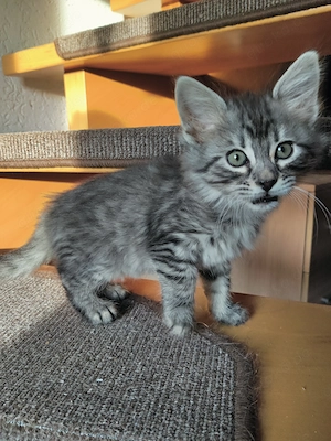 Zauberhafte Sissi Cashmere Bengal x Mainecoon 