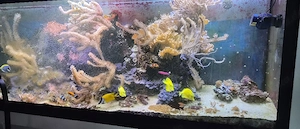 Meerwasseraquarium komplett 