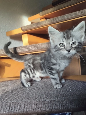 Zauberhafter Bobby Cashmere Bengal x Mainecoon 