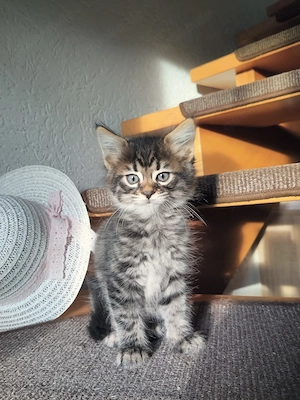 Verschmuster Monty Cashmere Bengal x Mainecoon 