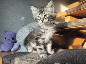 Traumkaterle Billy Cashmere Bengal x Mainecoon 