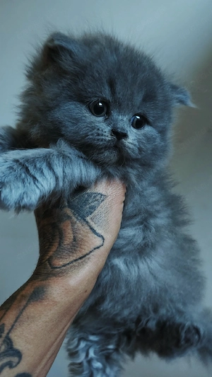 British Longhair Boy   