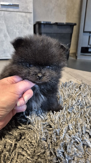 pomeranian rüde