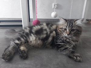 BKH-Ragdoll Mix Kitten - abgababereit