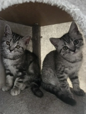 BKH Silver Tabby Kitten