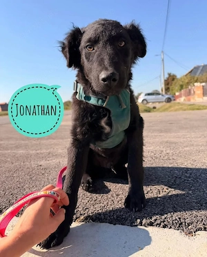 Jonathan, bezaubernd süßer Welpe, Kroatischer Schäferhund Mix