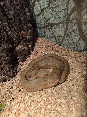 0.1 Elaphe carinata mit Terrarium