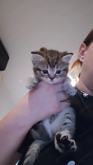     4 süße Kitten in Braun, Grau & Weiß   