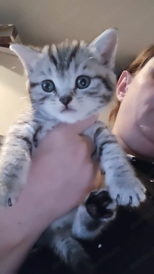     4 süße Kitten in Braun, Grau & Weiß   