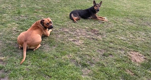 shiva&chucky suchen ihr zuhause