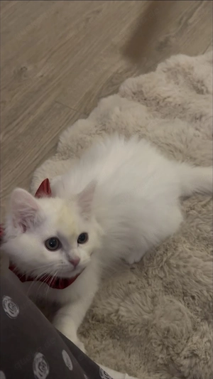  Türkisch Angora Kater sucht liebevolles Zuhause 