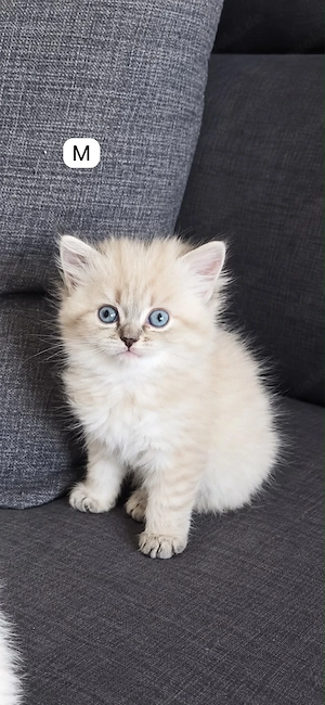 Radgoll Kitten suchen ein neues Zuhause