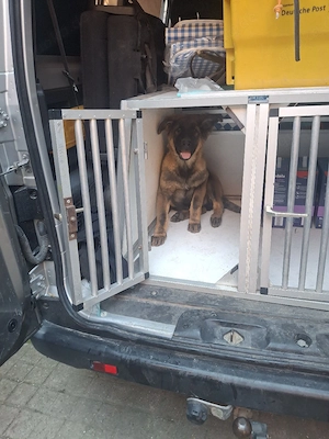 Grauer deutcher Langhaarschäferhundwelpen