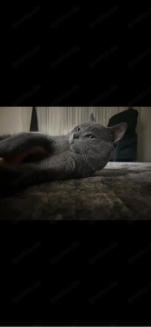 BKH Kater 