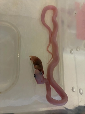 1.0 Scaleless Palmetto