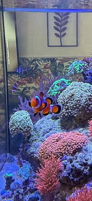 Paar Anemonenfische Clownfisch paar 