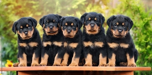 Sweet Rottweiler Welpen 