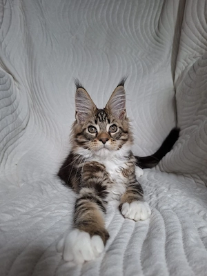 Maine Coon kitten 