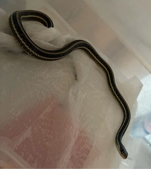Thamnophis Proximus