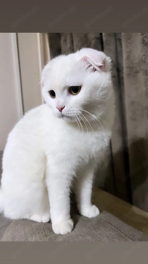 Wunderschöne weiße Katze, 3 Jahre   kastriert & geimpft