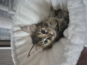 Mainecoon mix kitten