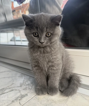 Britisch Kurzhaar Kitten 