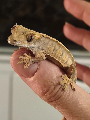 Kronengecko Jungtier sucht neues Zuhause Correlophus Ciliatus 