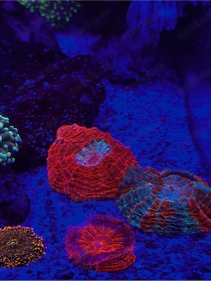 Acanthophyllia koralle