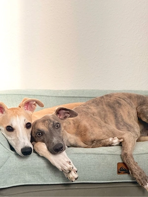 Whippets suchen ein zuhuse 
