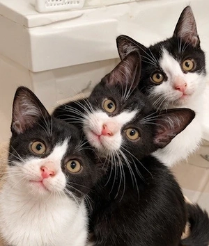 Nur noch 2 Kitten abzugeben
