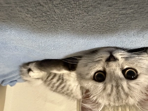 BKH Katze Silber Tabby sucht liebevolles zu Hause