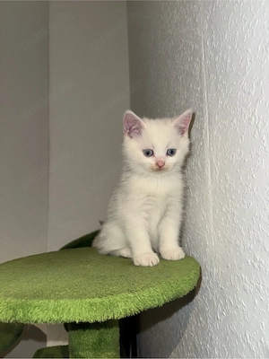 2 weiße BKH-Kitten suchen ein liebevolles Zuhause! 