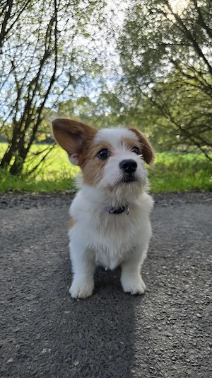  Corgi-Mix Welpe sucht ihre Familie 